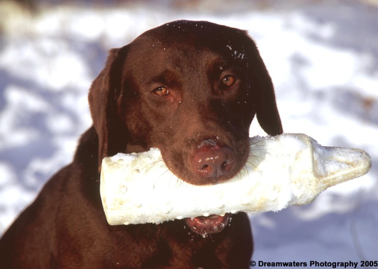 Rose Dummy Portrait.jpg